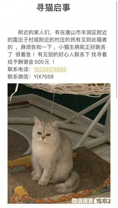 附近最新寻狗启示微同城找猫启事宠物走丢失中心平台1201宠友社