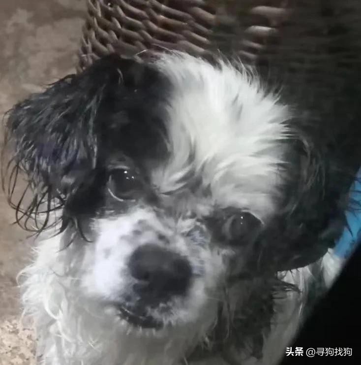 南昌市南昌县2000寻找柴犬