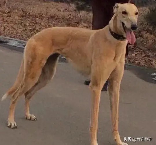 杜尔伯特蒙古族自治县在大庆市寻找格力犬