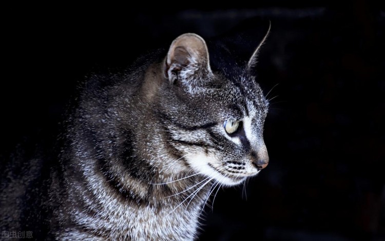 一只狸花猫从深圳航空托运的海口的案例分享