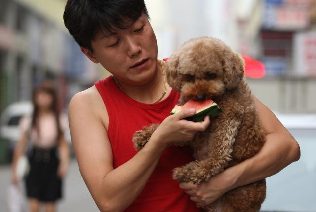 小编劝告：这6种水果泰迪犬一定要慎吃，你知道几种？