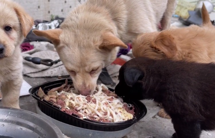 广州：被锁住的母狗太饿了为了能将小奶狗喂饱面条也吃得很香