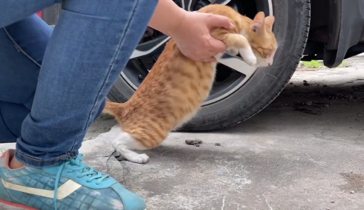 广州：刚生完五只小奶猫的流浪猫被小哥收养后母猫竟流下眼泪