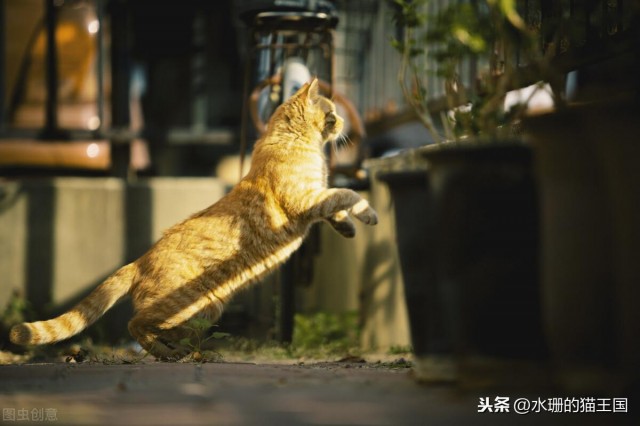 有限自由的宠物猫无限自由的流浪猫到底谁更幸福呢