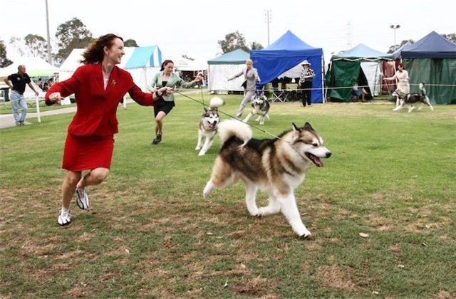 宠物狗行业中经常说的宠物级纯种级赛级犬失格是什么意思