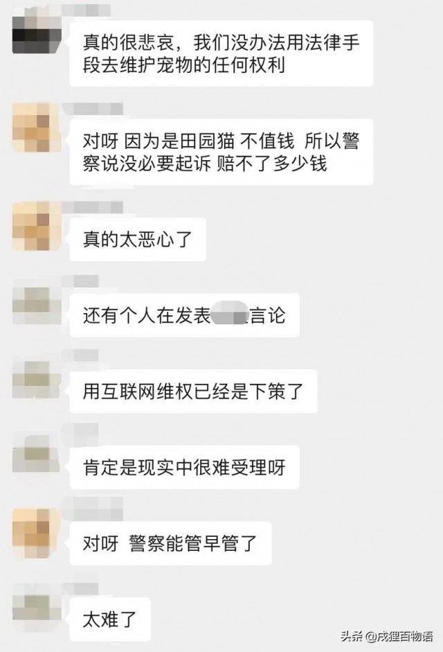 田园猫之死