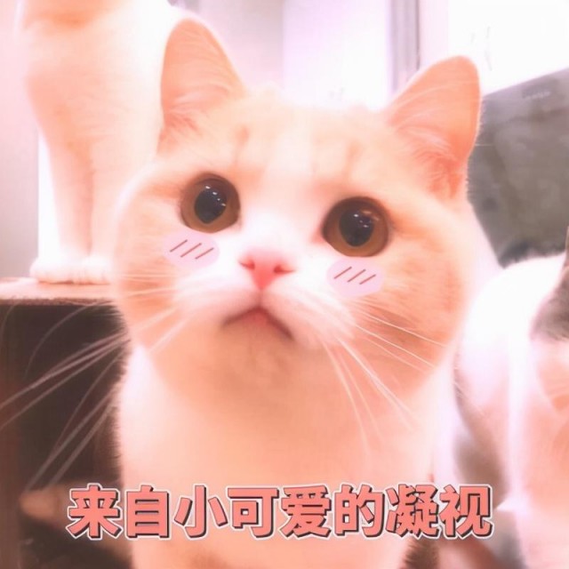 猫常做这五种行为，宠物主要是小心翼翼，这是猫的求救信号